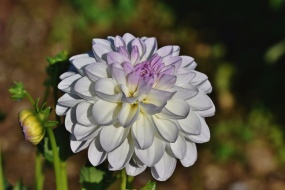 灿烂大丽花花朵图片